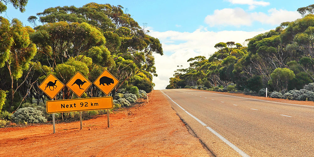 Crossing the Nullarbor in Australia, with a street sign with various Australian wildlife